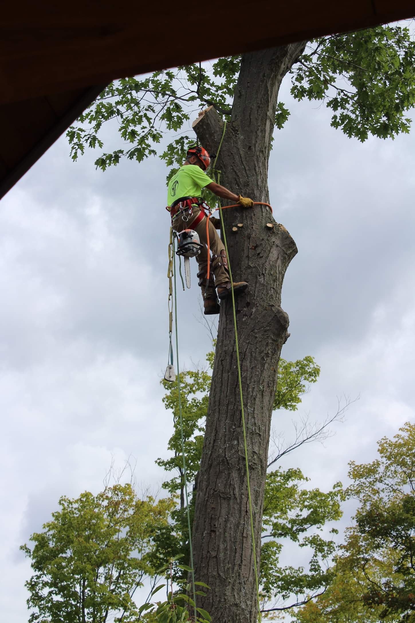 Climber in the canopy during a pruning job