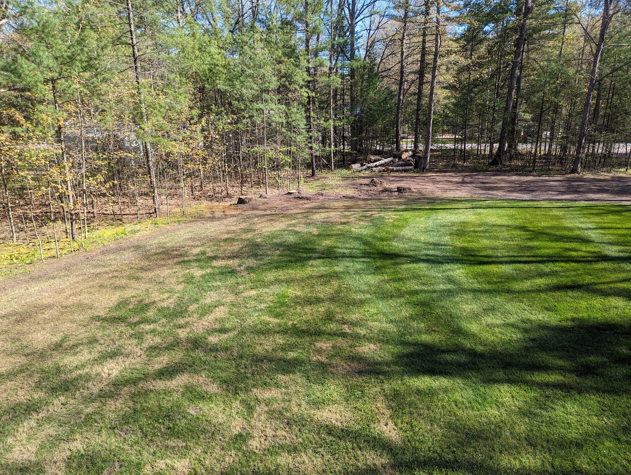 Yard after removals along the tree line
